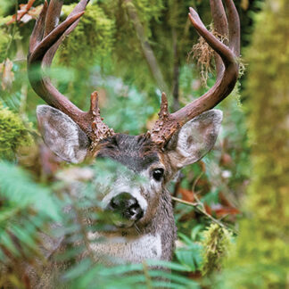 A Black Tail Deer Life-Size Skin with large antlers stands partially hidden among lush foliage and moss-covered branches in a forest.