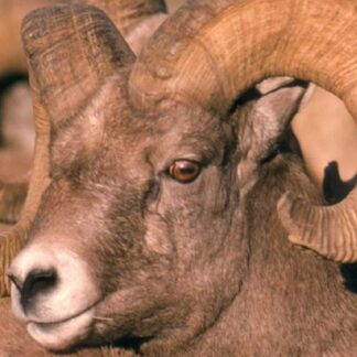 A close-up of a Desert Sheep LS Skins, showing its large curved horns and brown fur as it looks slightly left. The blurred background highlights the animal’s face and signature horns.