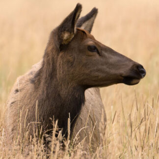 The Elk (Cow) Life-Size Skins product features a female elk resting in tall golden grass, her head and neck visible as she blends seamlessly into her natural environment.