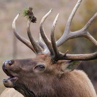 A close-up of an elk sporting Elk Life-Size Skins, mouth open with grass and dirt on its antlers. The blurred background draws attention to the elk’s expressive face and impressive antlers.