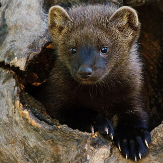 A Fisher Skin, dark brown and small with round ears and sharp claws, peeks from a hollow tree trunk surrounded by rough wood.