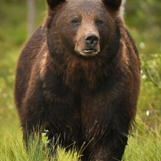 A Grizzly Bear Life-Size Skin stands on green grass with a blurred forest background, facing the camera.