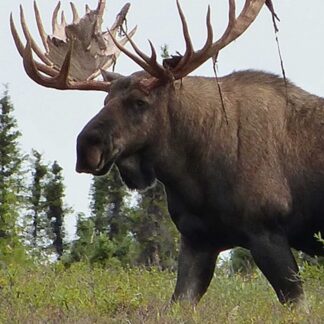 The Moose Life-Size Skins features a large moose with broad antlers standing in grassy terrain, surrounded by green trees and set against a cloudy sky.