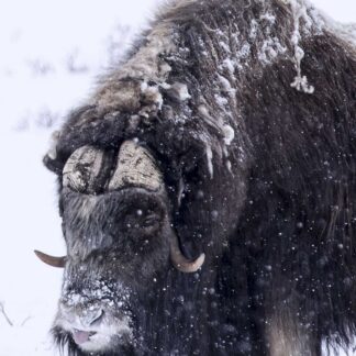 A life-size Muskox Skin, with thick fur and curved horns, appears covered in snow as it stands amidst falling snowflakes in a snowy landscape.