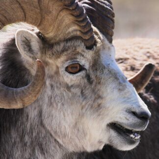 Close-up side view of a Stone Sheep Life-Size Skin with large curled horns and brown-gray fur, mouth slightly open, photographed outdoors in natural light.