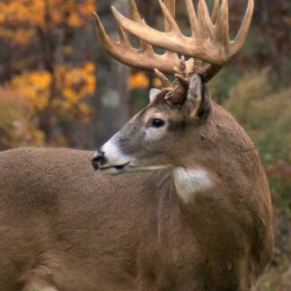 A Whitetail Life-Size Skin features a large male deer with impressive antlers standing alert in a forest setting against autumn-colored foliage.