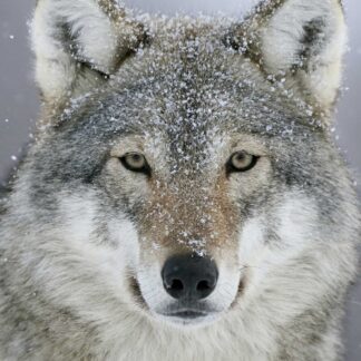 Close-up of a Wolf Life-Size Skin: thick grayish-brown fur with snowflakes on its ears and forehead, face dusted in light snow, staring straight ahead against a blurred snowy backdrop.