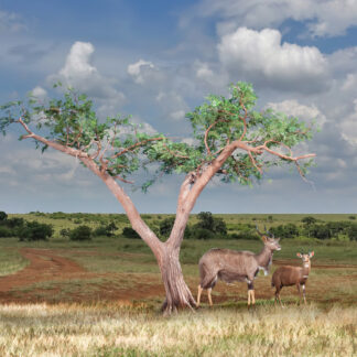 Two antelope stand beneath an Acacia Tree on an open grassy savanna under a partly cloudy sky, with a dirt path winding through the background.