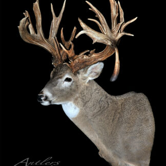 The Albia Buck Sheds feature a mounted white-tailed deer head with exceptionally large, complex antlers full of points and irregular shapes, all displayed against a solid black background.