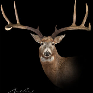 The Andre Beaudry Buck, a white-tailed deer taxidermy mount with wide, tall antlers, is shown against a solid black background with professional lighting to highlight its detailed features.
