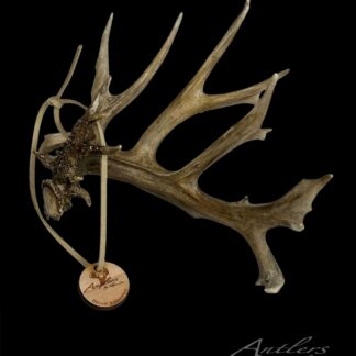 A single, large, brown antler with multiple tines is displayed against a black background. A tan cord with a round wooden tag reading “Brian Andrew's Buck Miniature” hangs from the antler.