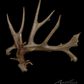 Brian Andrew’s Shed Left, a large multi-branched antler with several pointed tines, is displayed against a black background, showcasing its natural color and texture. The name Antlers By Klaus appears in the corner.