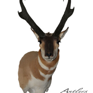 The 20/20 Antelope features tan and white fur with dark, curved horns, mounted against a white background. A watermark reads "Antlers by Klaus.