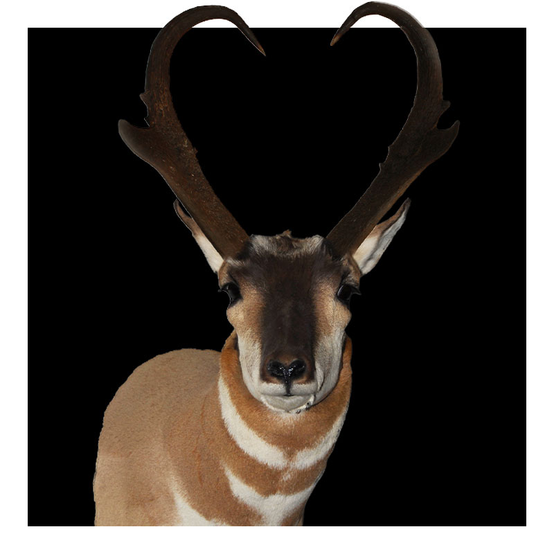 A pronghorn antelope facing forward with its dark, curved horns forming the shape of a heart against a solid black background.