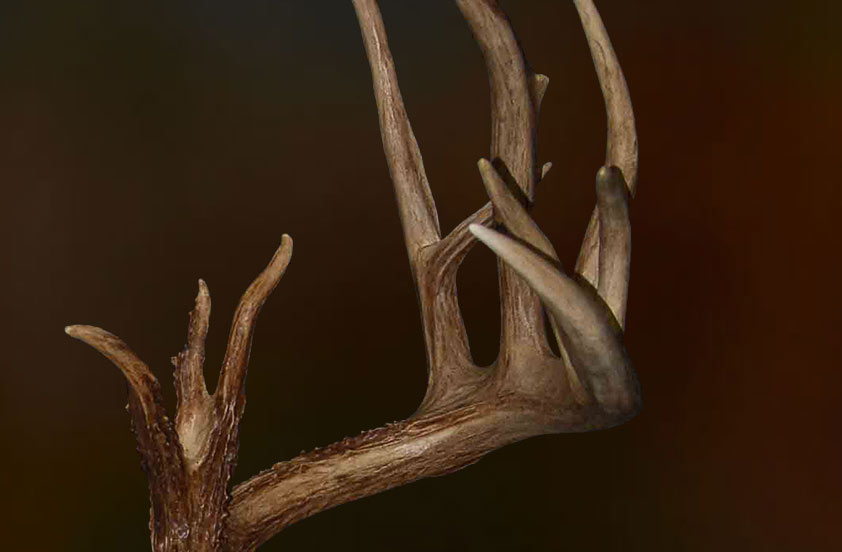 Close-up of a brown deer antler with several pointed tines set against a dark, blurred background.