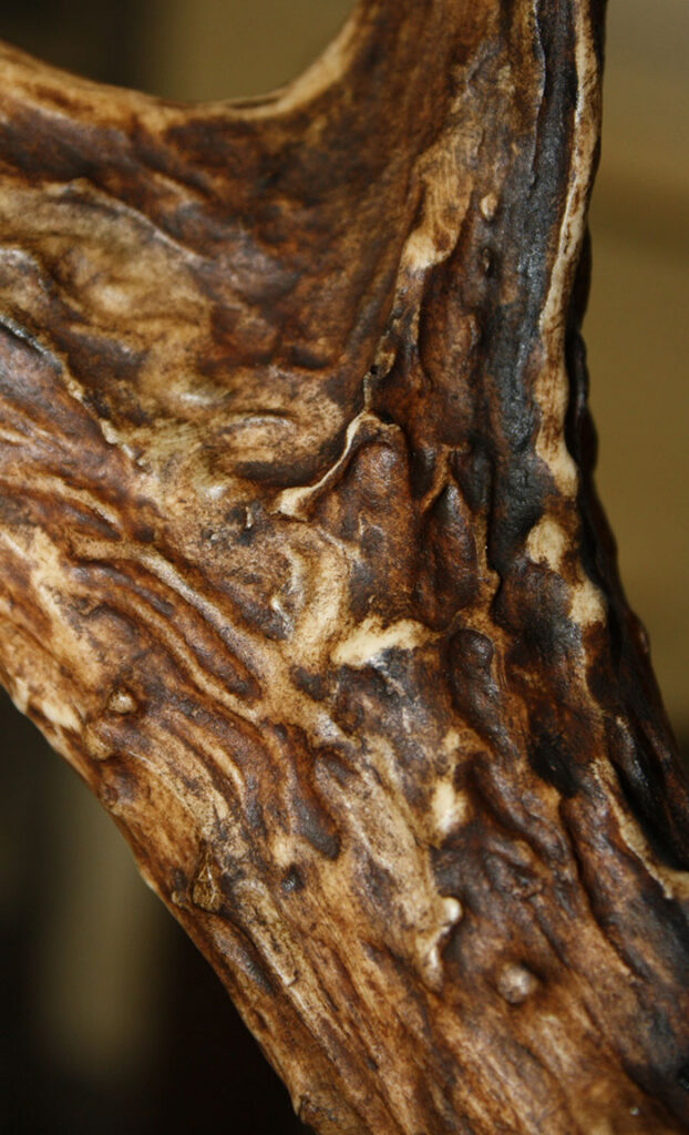Close-up of a textured, brown surface with ridges, grooves, and various shades of tan and dark brown, resembling the rough, natural surface of an antler or piece of driftwood.