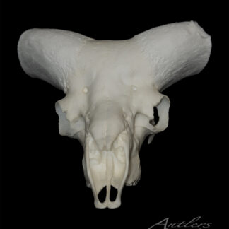 A front view of an Argali Sheep Skull with wide, wing-like horn bases on a black background. The lower jaw is absent, and “Antlers by Klaus” appears in the bottom right corner.