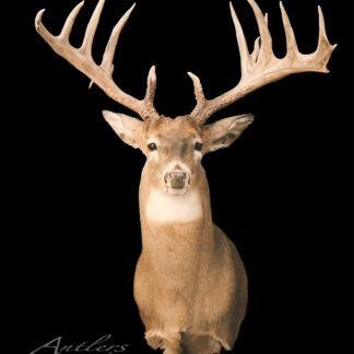 A mounted Arnason Sheds deer head with large, multi-point antlers is displayed against a black background, facing forward. "Antlers By Klaus" appears in the lower left corner.