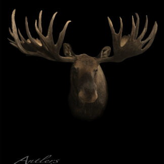 A moose head with large antlers is mounted against a black background. The impressive antlers spread wide. "Bayonet Moose" appears in cursive at the bottom left.