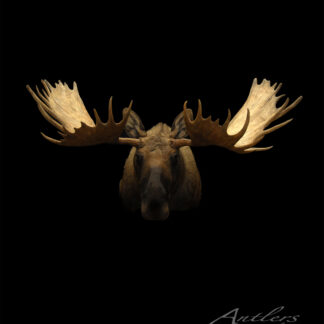 A moose head with large, wide antlers is centered against a solid black background. The moose faces forward, displaying its antlers prominently. "Bear Claw Moose" appears in the bottom right corner.
