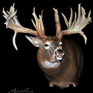 A taxidermy mount of the Mike Beatty Buck, a whitetail deer with large, heavily palmated and uneven antlers featuring many tines. The mount is displayed against a black background with the deer's mouth slightly open.