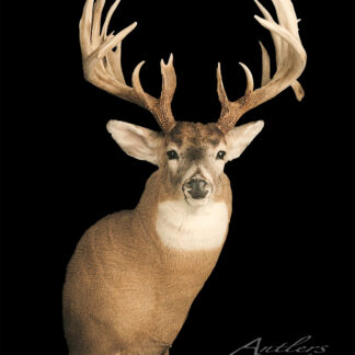 The John Berscheit Buck is a mounted deer head with large, symmetrical antlers, a light brown coat, and striking white markings around its nose and eyes, displayed against a black background.
