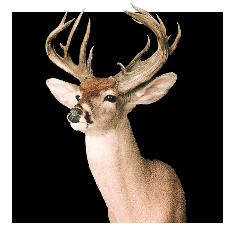 A white-tailed deer with large, branched antlers is shown against a solid black background, facing slightly to the left.