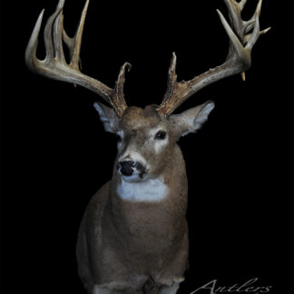 The Bob Bain Buck is a mounted deer head with large, intricate antlers displayed against a black background. Its fur is brown with a white underside, and the Antlers By Klaus logo appears in the lower right corner.