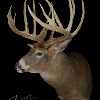 The Field and Stream Buck is displayed against a black background, showcasing its large, multi-pointed antlers and impressive size with detailed tines.