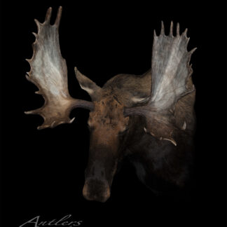 A moose with large, wide antlers stands against a solid black background. The image features the text "Boundary Water Moose" in the bottom left corner.