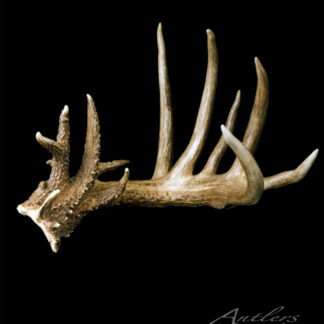 The Brady Shed, a single brown deer antler with multiple points and lighter tips, is displayed against a solid black background. Rough textures and irregular shapes are visible. The text "Antlers By Klaus" appears in the bottom right corner.