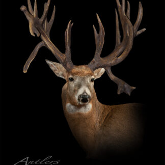 The Braund Buck features a white-tailed deer with exceptionally large, complex, and asymmetrical antlers showcased against a black background, emphasizing the unique size and structure of its impressive antlers.