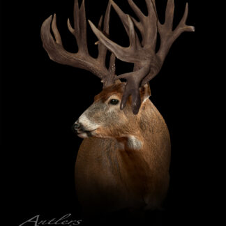 A white-tailed deer with large, intricate dark antlers is shown against a black background. The Brenneman Buck logo appears in the lower left corner.