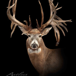 The Luke Brewster Buck features a white-tailed deer with exceptionally large, intricate antlers against a solid black background, showcasing wide, heavily branched antlers that create a majestic and striking appearance.