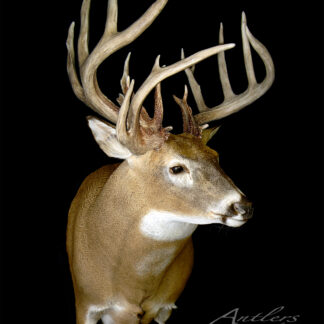 The Brian Brown Sheds mount features a white-tailed deer’s head and upper chest displayed against a black background, showcasing its large, multi-pointed antlers and impressive taxidermy realism.