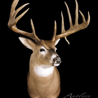 The Brinegar Buck is a mounted white-tailed deer head with large, symmetrical antlers and multiple tines, displayed against a black background. Its brown fur features a white chest and distinctive facial markings.