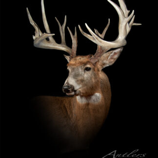 The Brinski Buck, a mounted white-tailed deer with impressive, intricate antlers, is displayed on a black background. Its head and upper body are shown. “Antlers by Klaus” text appears in the image.