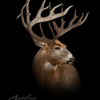 Lewis Britt Sheds features a striking portrait of a mature buck with impressive multi-pointed antlers against a black background. The deer faces left, showcasing its full head and shoulders in a professional, studio-quality image.