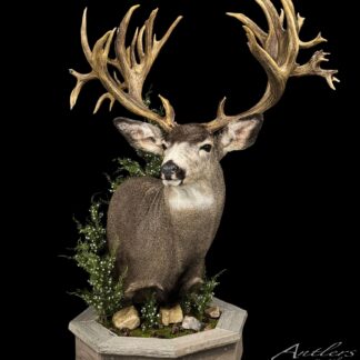 The Broder Mule Deer features a taxidermy deer bust with large antlers, mounted on a hexagonal wooden base adorned with greenery and white flowers, all set against a black background.