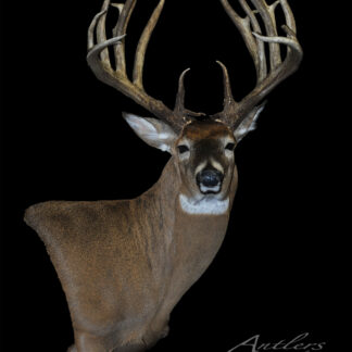 The Cade Hays Buck features a mounted white-tailed deer head with large, symmetrical antlers and brown fur with a white neck patch, displayed against a black background. "Antlers by Klaus" appears in the bottom right corner.