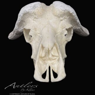 A Cape Buffalo Skull is displayed against a solid black background, showing prominent curved horns and detailed bone structure. The text Antlers by Klaus appears in the lower left corner.