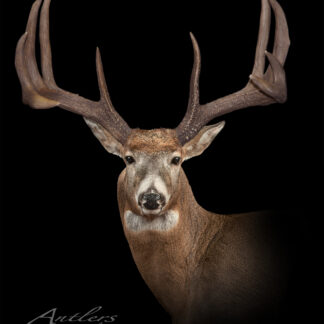 A Caraganga Sheds taxidermy mount of a mature white-tailed deer buck with large, symmetrical antlers is showcased against a solid black background, with the Antlers by Klaus signature visible in the lower left corner.