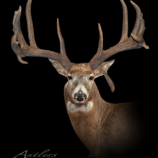 The Caraganga Harvested Buck features a mounted deer head with broad, textured antlers and many tines against a solid black background. The deer faces forward, with "Antlers by Klaus" in the lower left corner.