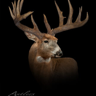 The Carrot River Buck stands against a black background, facing slightly left. Sharp lighting highlights the texture and detail of its impressive antlers and fur.