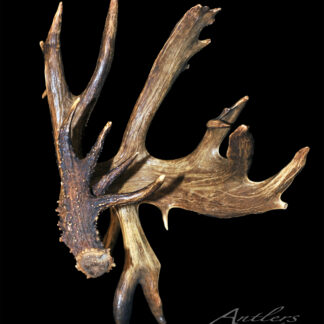 The Carter Shed is a single, large, brown antler with multiple points and a textured surface, showcased against a solid black background. Its rugged, natural appearance highlights distinctive shapes and details.