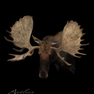 The Chocolate Bull Moose features a mounted moose head with large, textured light brown antlers against a black background. Its dark face is centered, and "Chocolate Bull Moose" is written at the bottom.