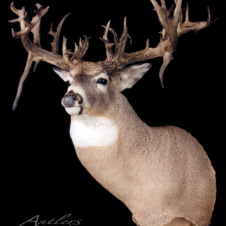 The Chris Thies Buck is a mounted deer head with detailed, lifelike features and impressive antlers, beautifully displayed against a black background.
