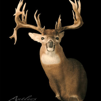 A mounted Chris Wallace Buck with large, branching antlers is displayed against a black background, facing forward and showcasing its detailed fur and antlers. "Antlers by Klaus" appears in the bottom left corner.