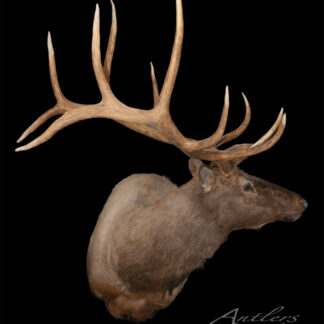 The Cinnabar Elk, mounted with large, branching antlers, is displayed in profile against a black background to showcase the impressive size and shape of its antlers.