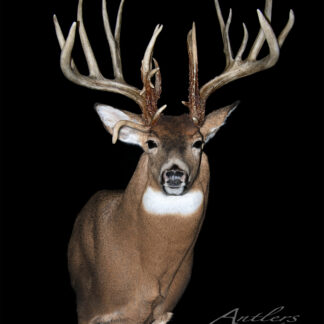 The Clark Kent Buck is a taxidermy mount of a large white-tailed deer with an impressive multi-pointed antler rack, shown from the chest up against a black background and facing forward.